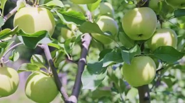 Yazın meyve bahçesinde bir ağaç dalındaki birçok yeşil elmanın yakın çekimi ve güneşli bir günde rüzgarda sallanmak. Yüksek kalite 4k görüntü