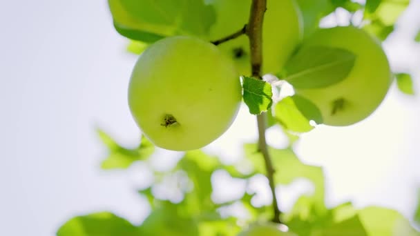 夏に果樹園の木の枝に緑の熟したリンゴがいくつかあり 晴れた日に風に揺れる 環境に優しい果物の栽培の概念 高品質4K映像 — ストック動画