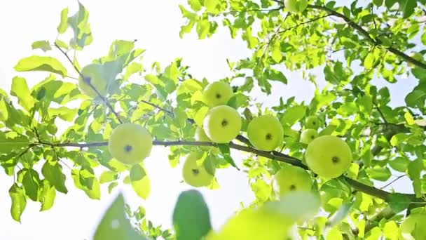 在果园的树枝上挂着许多成熟的青苹果 在阳光灿烂的日子里 它们在风中摇曳着 环境友好型水果种植概念 高质量的4K镜头 — 图库视频影像