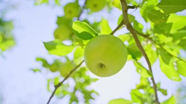 Yazın meyve bahçesinde bir ağaç dalında olgunlaşmış tek bir elma ve güneşli bir günde rüzgarda sallanıyor. Yüksek kalite 4k görüntü