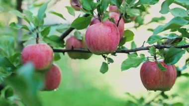 Bahçedeki elma dalından kırmızı bir elma koparan bir adamın elini yakın çekim. Organik ürünler kavramı. Yüksek kalite 4k görüntü