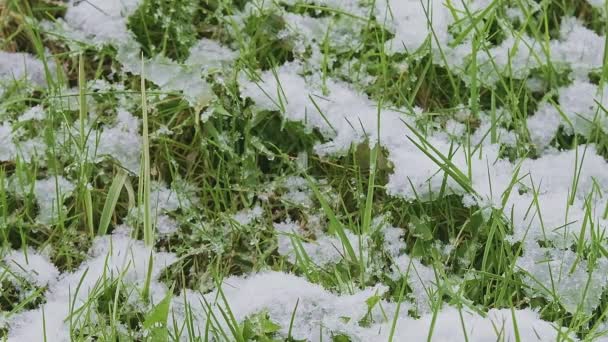 Isgrönt Gräs Täckt Med Snö Och Våren Efter Snöfallet Med — Stockvideo
