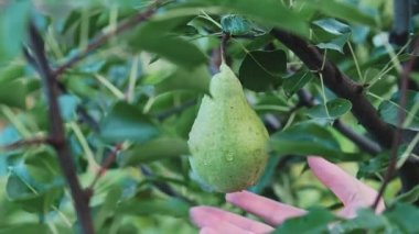 Meyve bahçesindeki bir ağaç dalından tek bir yeşil armut alan bir adamın eli. Çevre dostu meyvelerin yetiştirilmesi kavramı. Yüksek kalite 4k görüntü