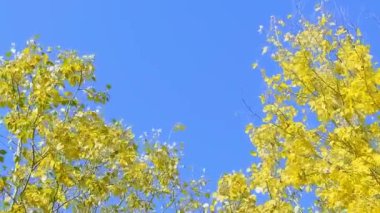 Sonbaharda parlak sarı ağaç. Rüzgar, ağaçtaki sarı yaprakları mavi gökyüzüne savurur. Yüksek kalite 4k görüntü
