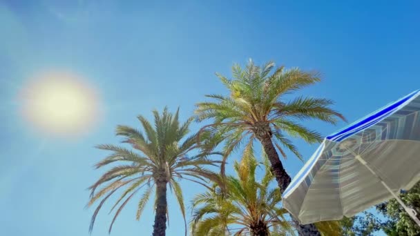 在西班牙 三棵棕榈树和一个阳光灿烂的蓝天的太阳伞底部的顶部视图 树叶在微风中摇曳 广角镜 高质量的4K镜头 — 图库视频影像