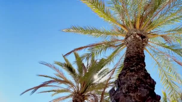 Trzy Palmy Szeroki Kąt Dole Widok Góry Słońcem Świecącym Błękitnym — Wideo stockowe