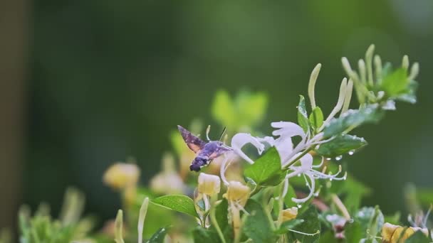 Zpomalený Záběr Kolibříka Jestřábího Hmyzu Který Vznáší Krmí Květinami Vysoce — Stock video