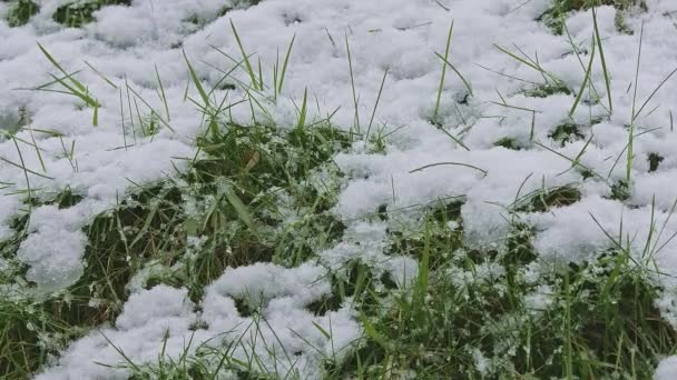 Nieve Cae Sobre Césped Verde Con Hierba Cubierta Hielo Primavera — Vídeo de stock