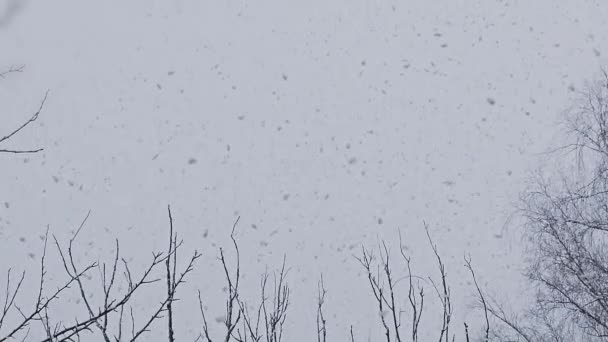 在森林的大雪中 大块的雪从森林的天空中飘落下来 慢镜头高质量4K镜头 — 图库视频影像
