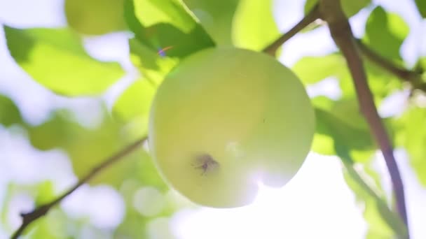 夏に果樹園の木の枝に1本の熟した緑色のリンゴが閉じられ 晴れた日に風に揺れる 高品質4K映像 — ストック動画