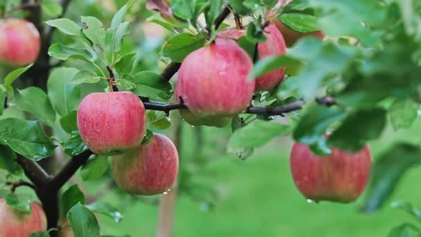 果樹園の男性の手で触れ 晴れた日に風に揺れる木の枝に熟した赤いリンゴの多く 環境に優しい果物の栽培の概念 高品質4K映像 — ストック動画