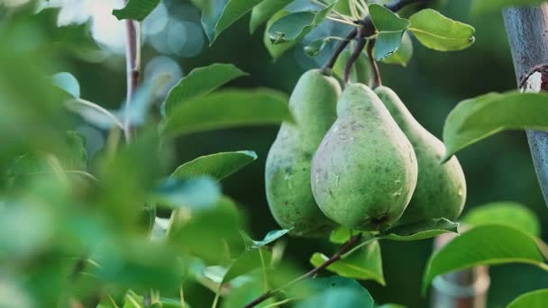 果樹園の木の枝に3本の緑の梨と晴れた日に風に揺れる 環境に優しい果物の栽培の概念 高品質4K映像 — ストック動画