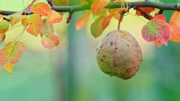果樹園の木の枝に美しい熟した単梨と晴れた日に風に揺れる 環境に優しい果物の栽培の概念 高品質4K映像 — ストック動画