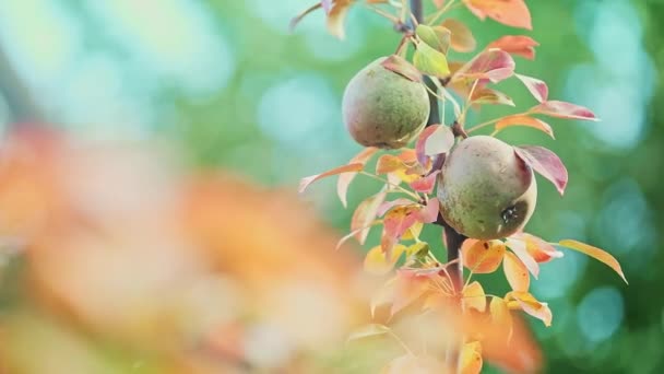 果樹園の木の枝に2本の熟した梨と晴れた日に風に揺れる 環境に優しい果物の栽培の概念 高品質4K映像 — ストック動画