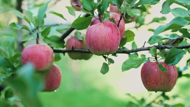 Bahçedeki Elma Dalından Kırmızı Bir Elma Koparan Bir Adamın Elini — Stok video