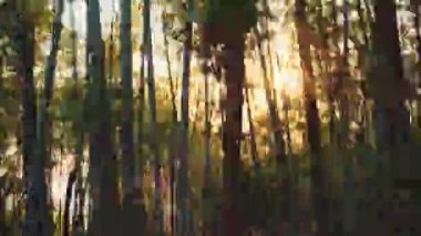 Güneş ışığı ağaçların arasından parlar bambu ormanlarında, güzel doğa. Araba penceresi görüntüsü. Yüksek kalite 4K görüntü.