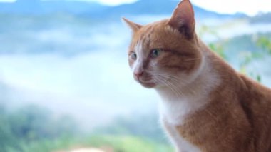 Sakin Tekir Kedi ahşap sandalyede oturuyor ve Misty Mountain manzarası var.