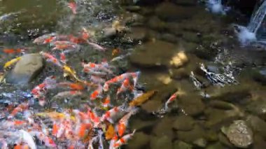 Serene Gölü 'nde yüzen canlı Koi Balığı ve mini şelaleye bakan kamera.