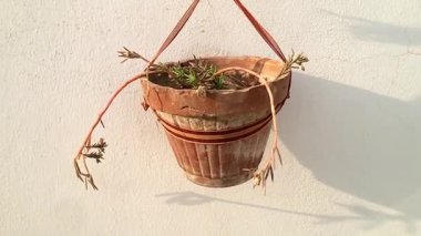 İzi sürülen sularla süslenmiş, kırsal bir terracotta tenceresi, zarif bir şekilde beyaz bir duvara asılır, güneşin sıcacık parıltısıyla yıkanır. Sahne huzurlu bir basitlik ve Nat hissi uyandırıyor.