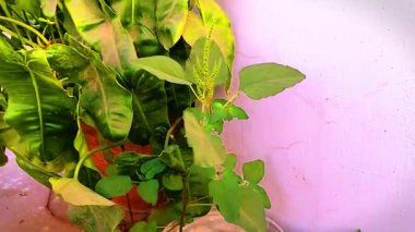 Bir tencereye yerleştirilmiş yemyeşil bitkilerin dokulu bir duvara dayandığı canlı bir kompozisyon. Video, iç mekan bahçe ve doğal güzelliğin özünü yakalıyor. Karmaşık deta 'yı vurguluyor.