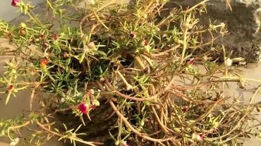 Bu video, narin çiçekleri ve kıvrımlı gövdeleri yakın planda sergilenen yosun gül bitkisinin karmaşık güzelliğini yakalıyor. Tencereye yerleştirilmiş bitki, sıcak güneş ışığıyla yıkanır.