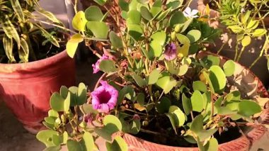 Canlı bir terracotta tenceresi sabah şatafatlı çiçekleriyle dolup taşar, narin mor ve beyaz yaprakları ılık güneş ışığında açılır. Sahne doğanın basit güzelliğini ve gar 'ın neşesini yakalar.