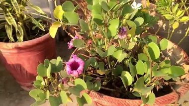 Bu video, terasotta tenceresine yerleştirilmiş, ılık güneş ışığıyla yıkanmış, dingin bir kumsal sabah şenliği bitkisinin huzur veren güzelliğini yansıtıyor. Canlı mor çiçekler yemyeşil yapraklara karşı duruyor.