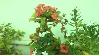 Canlı bir dikenli bitki tacı, zarif beyaz menekşe çiçekleriyle tamamlanmış grev yapan portakal çiçekleri ile süslenmiş olarak sahnenin ortasında yer alır. Yumuşak yeşil bir arkaplan, sahne