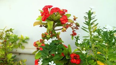 Doğanın sanatının canlı bir görüntüsü ortaya çıkar. Dikenli kırmızı bir taç kümesi ortaya çıkar. Çiçekler, narin beyaz menekşe çiçekleri tarafından tamamlanır. Yeşillik yeşillik eyaleti