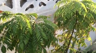 Bu video, bir bahçe ortamında gelişen köri yapraklı bitkilerin yemyeşil güzelliğini çekiyor. Yakın çekim perspektifi yaprakların karmaşık detaylarını vurguluyor, canlı yeşil renklerini sergiliyor,