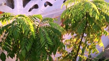 Canlı bir video klipte, güneşli bir bahçede dokulu beyaz bir duvara karşı serpilmiş, gür köri yapraklı bitkiler sergileniyor. Bitkilerin canlı yeşil yaprakları odak noktasıdır, doğayı vurgular.