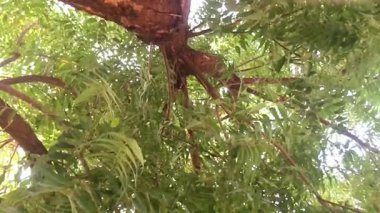Video, bir neem ağacının yoğun gölgesinden yukarıya bakan bir görüntü yakalıyor. Güneş ışığı yaprakların arasından süzülerek hafif bir etki ve sükunet hissi yaratır. Yeşil yapraklar.