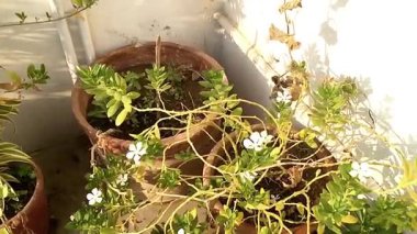 Narin beyaz çiçeklerle süslenmiş canlı yeşil menekşe çiçekleriyle dolu bir terracotta tenceresi koleksiyonu temiz beyaz bir duvara karşı sıcak güneş ışığında güneşlenir. Bu video özünü yakalar.