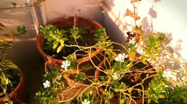 Bu resimde terakotta tencereleri yemyeşil bitkiler ve güneş ışığının sıcacık parıltısıyla yıkanmış narin beyaz çiçeklerle dolup taşıyor. Sahne, huzur ve doğal güzelliği çağrıştırıyor.