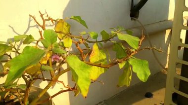 Bu resim bir tencerede patlıcan bitkisi barındırıyor, yaprakları canlı yeşil ve solgun sarı karışımını gösteriyor. Bitki açık havada konumlanmış, sıcak güneş ışığıyla yıkanmış, doğal ve keskin bir ışık yaratıyor.