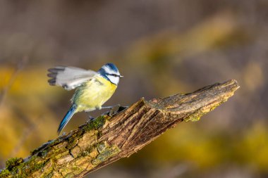 Beautiful colored small bird Eurasian blue tit (Cyanistes caeruleus) in the nature perched on tree branch in winter time. Czech Republic wildlife