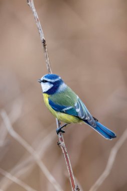 Beautiful colored small bird Eurasian blue tit (Cyanistes caeruleus) in the nature perched on tree branch in winter time. Czech Republic wildlife
