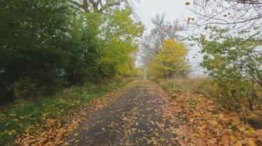 Orman yolunda bisiklet sürme, sonbahar manzarası, POV manzarası, kırsal alanda düşen renkli ağaçlar sisli ve karamsar bulutlu manzara, Orta Avrupa, Çek Cumhuriyeti