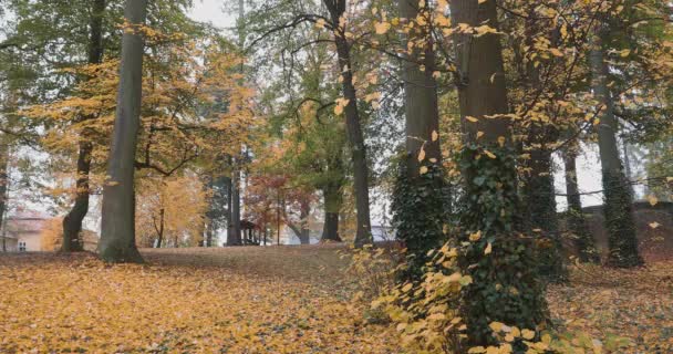 Indah Dan Romantis Jatuh Taman Berwarna Dengan Pohon Berwarna Warni — Stok Video