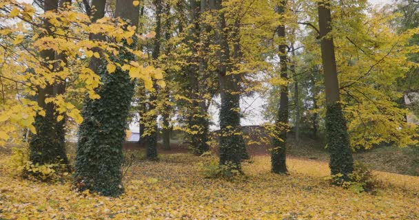 Piękny Romantyczny Upadek Kolorowy Park Kolorowych Drzew Światła Słonecznego Jesień — Wideo stockowe