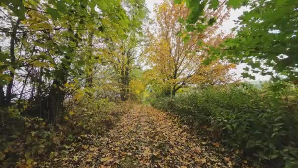 Caminhando Caminho Floresta Queda Paisagem Outono Vista Pov Queda Árvores — Vídeo de Stock