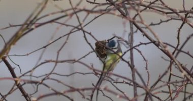 Beautiful colored small bird Eurasian blue tit (Cyanistes caeruleus) in the nature perched on tree branch in winter time. Czech Republic wildlife