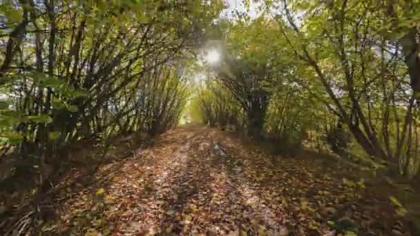 Περπάτημα Δασικό Μονοπάτι Φθινόπωρο Τοπίο Θέα Pov Πτώση Χρωματιστά Δέντρα — Αρχείο Βίντεο