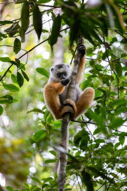 Renkli Diademed Sifaka lemur, (Propithecus diadema) Nesli tükenmekte olan ve yağmur ormanlarında beslenen endemik hayvan, Andasibe-Mantadia Ulusal Park- Analamazaotra, Madagaskar vahşi hayvan.