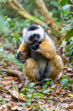 Renkli Diademed Sifaka lemur, (Propithecus diadema) Ağaçta asılı duran ve yağmur ormanlarında beslenen, Andasibe-Mantadia Ulusal Parkı - Analamazaotra, Madagaskar vahşi hayvan.