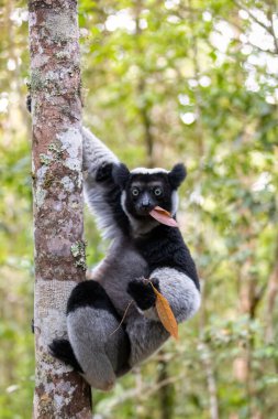 Yaşayan en büyük lemur İndri, (İndri İndri), babakoto olarak adlandırılır, ağaçta yaşayan ve beslenen soyu tükenmekte olan bir hayvandır. Andasibe-Mantadia Ulusal Parkı - Analamazaotra, Madagaskar Vahşi Yaşam Hayvanı.