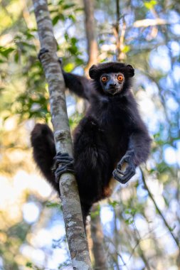 Siyah vücutlu Lemur, Milne-Edwards 'ın sifaka' sı (Propithecus edwardsi) veya Milne-Edwards 'ın Simpona' sı. Yağmur ormanlarında nesli tükenmekte olan bir hayvan. Ranomafana Ulusal Parkı. Madagaskar vahşi yaşam hayvanı.