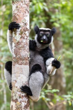 Yaşayan en büyük lemur İndri, (İndri İndri), babakoto olarak adlandırılır, ağaçta yaşayan ve beslenen soyu tükenmekte olan bir hayvandır. Andasibe-Mantadia Ulusal Parkı - Analamazaotra, Madagaskar Vahşi Yaşam Hayvanı.