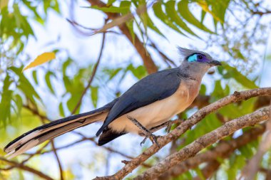 Armalı coua (Coua cristata), orta büyüklükte endemik kuş, guguk kuşu familyasından Cuculidae. Kirindy Ormanı, Madagaskar Vahşi Yaşam Hayvanı