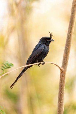 Drongo (Dicrurus Forficatus), Dicruridae familyasından bir kuş türü. Madagaskar vahşi yaşamı